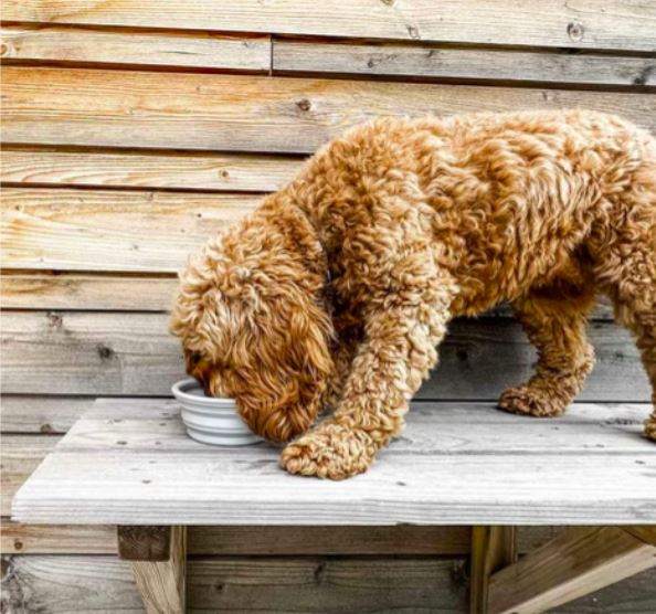 Dog using Hevea travel bowl, pale mint, eco-friendly rubber.
