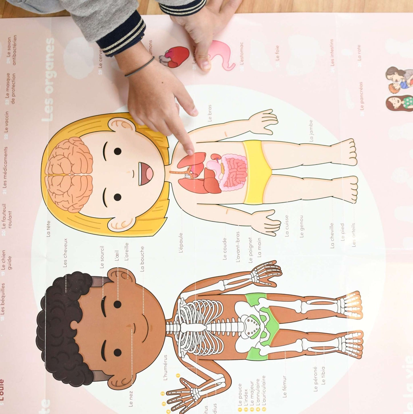 Educational human body poster with stickers for kids, featuring terms in multiple languages.